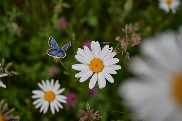 butterfly on a flower
