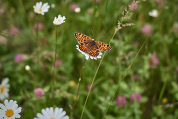 butterfly on a flower