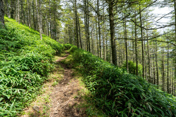 Hiking on Mountain Daibosatsu in Japan