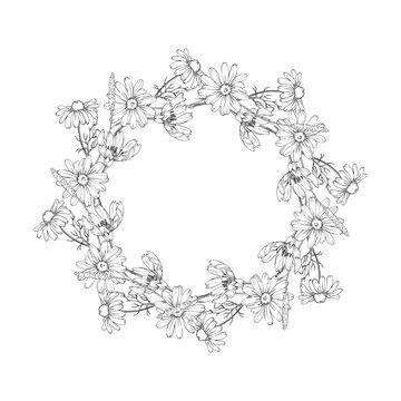 recommend clip art: Medicinal field herbs wreath on white background hand drawn. Template with flowers and of chamomile, chicory and plantain. Cosmetics label design and tea