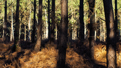 Obraz premium Automne dans la forêt des Landes de Gascogne