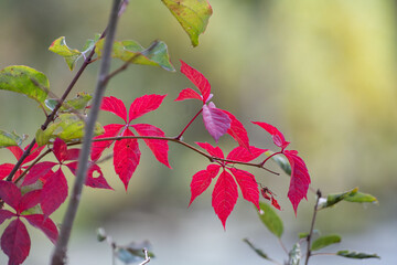 red autumn leaves on the tree