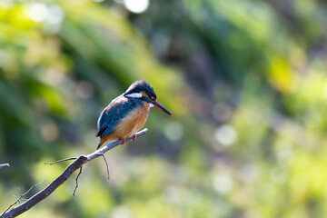 小枝の上で一休みするカワセミ