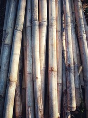 bamboo forest background