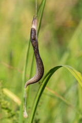 Leopard slug, Limax maximus. Early morning on the riverbank. A slug crawls up a rope of slime