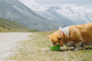 Pembroke Welsh Corgi Dog Drinking Water From Bowl In The French Alps With Mont Blanc In The Background. Animal Thirsty In Summer. Saving Panting Dog From Heat Stroke