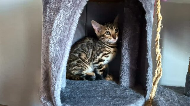 Young Bengal kitten with striking patterns relaxes inside a soft, enclosed cubby of a gray cat tree
