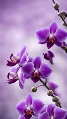 Fototapeta premium Orchid