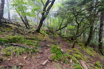 Fototapeta premium Hiking on Mountain Daibosatsu in Japan