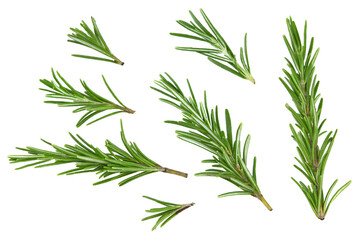 rosemary leaves isolated on white background. clipping path