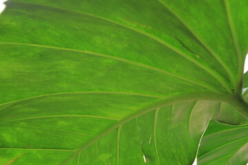 Macro detail to leaf with green structure or texture, background concept