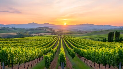 Fototapeta premium Lush Vineyard with Rolling Hills and Sunset Glow for Wine Tour Experience