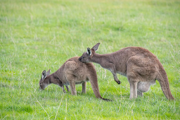 Two cute wallaby kangaroo is grazing on a green meadow in Australia, wildlife and beauty in nature