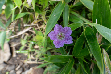 Purple flower on Mountain Daibosatsu in Japan