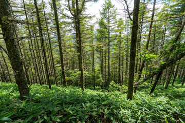 Obraz premium Hiking on Mountain Daibosatsu in Japan