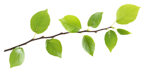 Fototapeta premium Green Branch with Leaves Isolated on Transparent Background