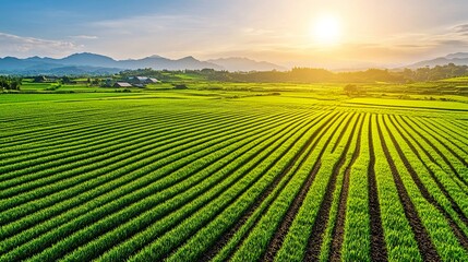 Lush green rice fields under a sunset sky.