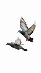 Macro view of two pigeons flying in synchronized motion