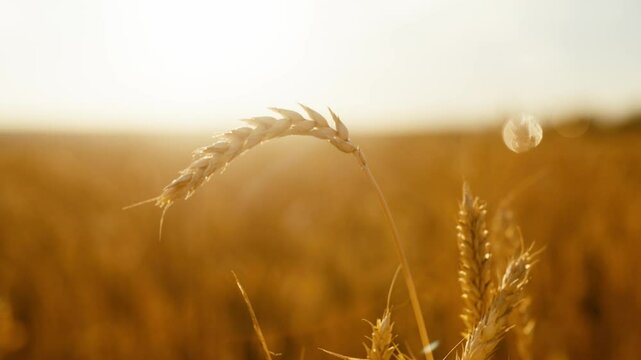 Rye ripping in agricultural fields in summer, closeup view of golden spikelet. Amazing landscape in countryside, beautiful sunshine, growing cereals for bread production, decide of food problems