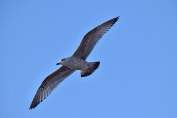 Obraz premium A young herring gull in flight