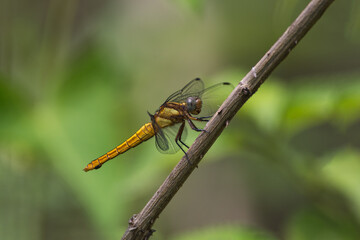 Dragonflies (Orthetrum spp) are agile, predatory insects with elongated bodies, large eyes, and transparent wings, often found near water sources.