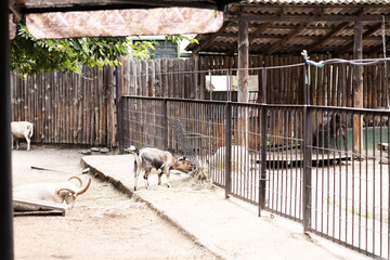 Goat and sheep grazing on hay in rustic farmyard with wooden fencing. The setting is tranquil with greenery and animal pens visible, creating peaceful ambiance