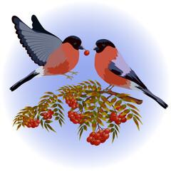 Illustration with birds and berries.Birds on branches with berries in a color illustration.