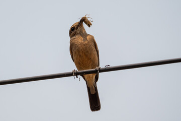 Pied Bush Chat (Saxicola caprata) female with a catch. The pied bush chat is a small bird found in...