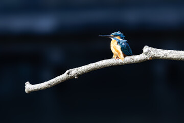 Obraz premium 小枝の上で一休みするカワセミ