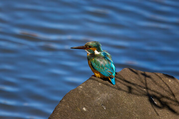 小枝の上で一休みするカワセミ