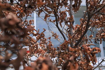 Tree branch with dried leaves.