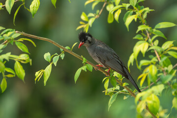 Black Bulbul (Hypsipetes leucocephalus) in nature. The black bulbul also known as the Himalayan black bulbul or Asian black bulbul, is a member of the bulbul family of passerine birds.