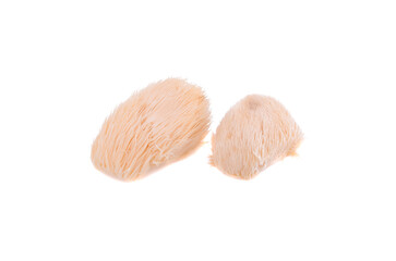 lion mane mushroom isolated on white background.