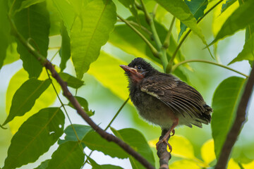 Indian Paradise-flycatcher (Terpsiphone paradisi) chick. The Indian Paradise Flycatcher is a striking bird with long tail feathers, known for its graceful flight and insect-catching abilities.