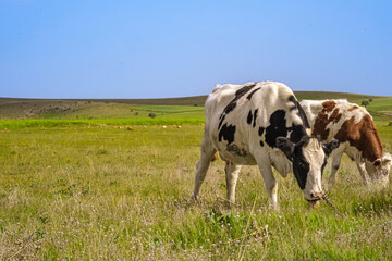 Cows grazing on open meadows. A peaceful rural scene where two cows graze under the vast blue sky on a sprawling green field.