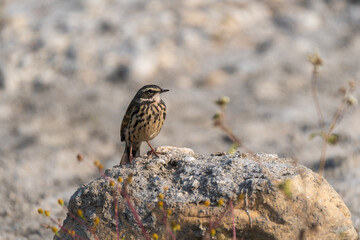 Rosy Pipit (Anthus roseatus) on the Rock. The Rosy Pipit is a small, migratory bird with pinkish underparts, found in high-altitude grasslands of Central Asia.