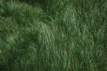 green grass background