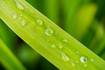 Dewdrops on a Lemongrass Blade.