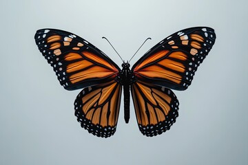 Fototapeta premium A detailed portrait of a Monarch butterfly with its iconic orange and black wings, positioned