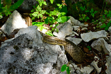 Schlingnatter // Smooth snake (Coronella austriaca) - Nationalpark Durmitor, Montenegro