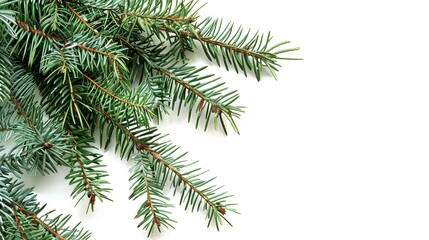 christmas background with christmas branches and decorations