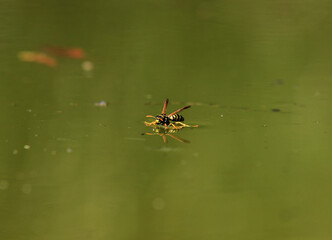 Wasp on the water