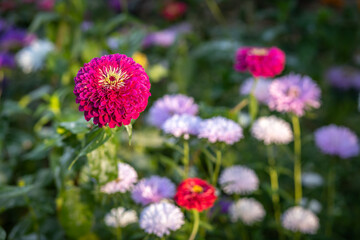 Head of red zinnia in the garden