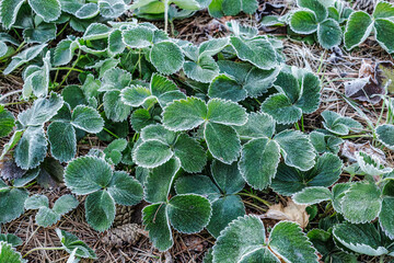 Plants of strawberry covered with frost on the garden beds.