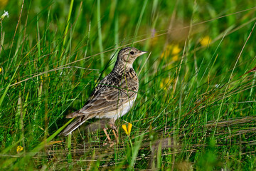 Feldlerche // Eurasian skylark (Alauda arvensis) - Nationalpark Durmitor, Montenegro