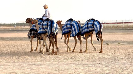 Camels draped in blue and white striped blankets walk on golden desert sands, led by rider in white...