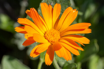 Marigold flower in sunlight with summer background.