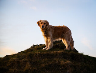 Dog standing on top of the hill. Low angle view. Te Mata Peak. Hawke’s Bay.