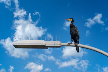 A cormorant at the lock in Rothenburg on the Elbe on the Mittelland Canal. 
