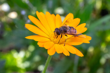 Marigold flower with a bee on the summer background.